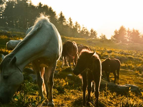new forest pony stock photo.jpg