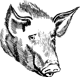 Pig_illustration.png