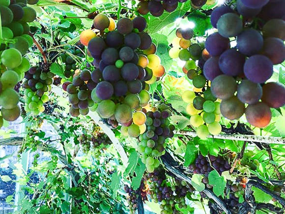 PIG Combe grapes.jpg