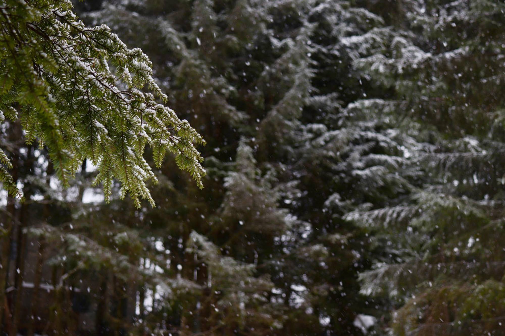 Pine Trees Snow