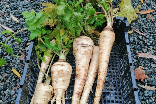 parsnips
