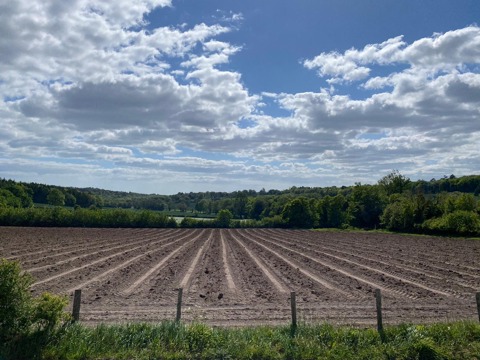 Vineyard 1
