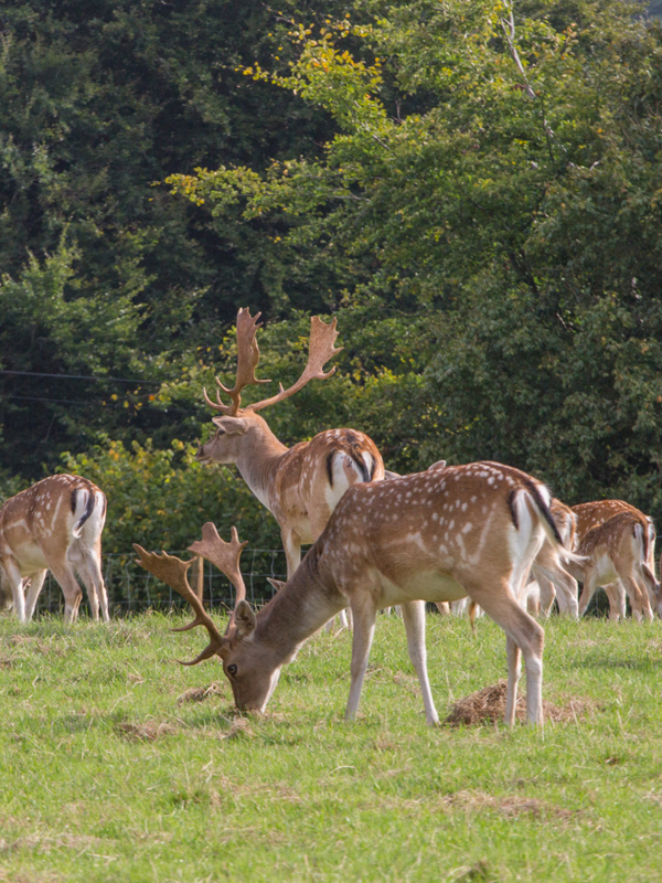 The Pig near Bath — interior and exterior view 12