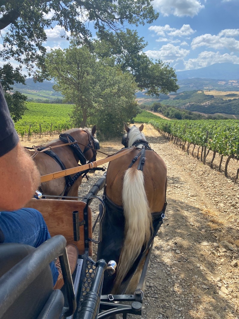 Tour Of The Vineyards At Ciacci…On A Horse And Cart 2