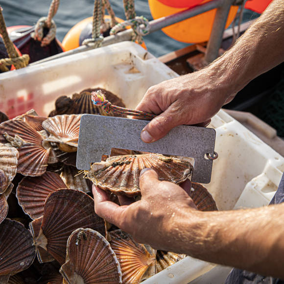 Scallop Diver Combe