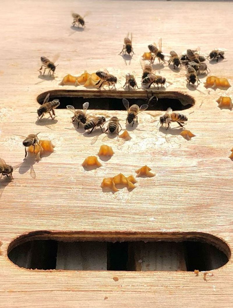 Bee1