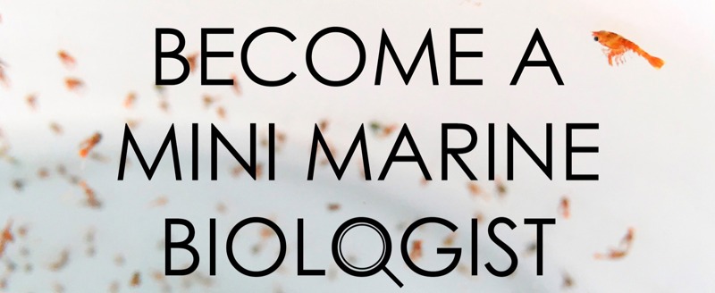 Become A Mini Marine Biologist ]