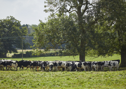 Field View Rooms at THE PIG-in the Cotswolds - near Cirencester, The Cotswolds