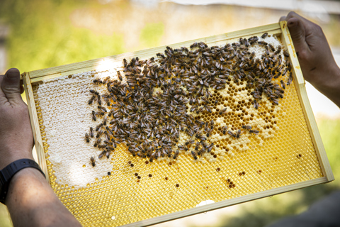 10 Buzz-Worthy Facts About Queen Bees That Will Make You Hive-Five Your  Friends