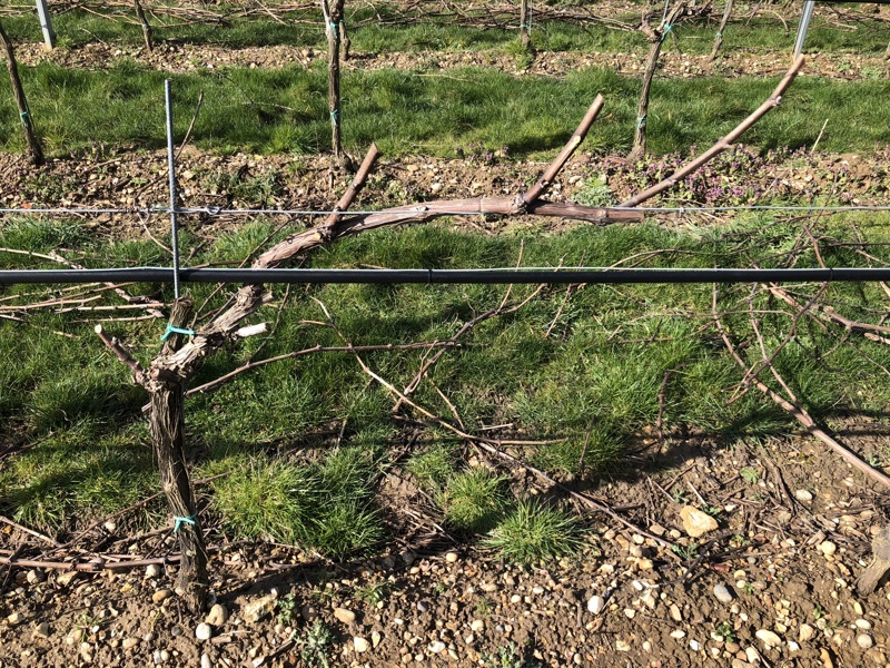 A deep dive into Danbury Ridge, one of our English wine suppliers THE PIG