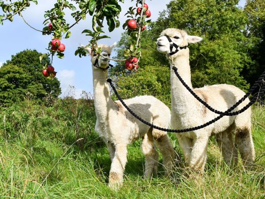 alpaca-orchard