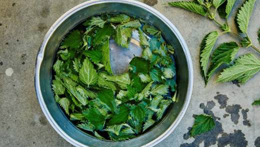 Nettles2