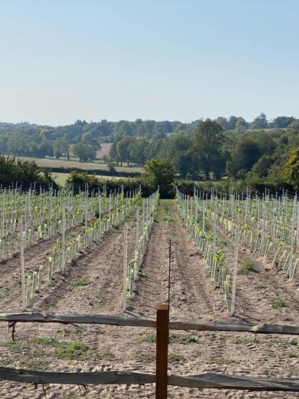 Vineyard 1