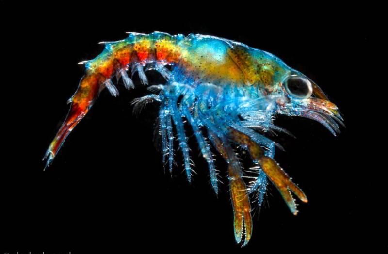 Lobster (1)