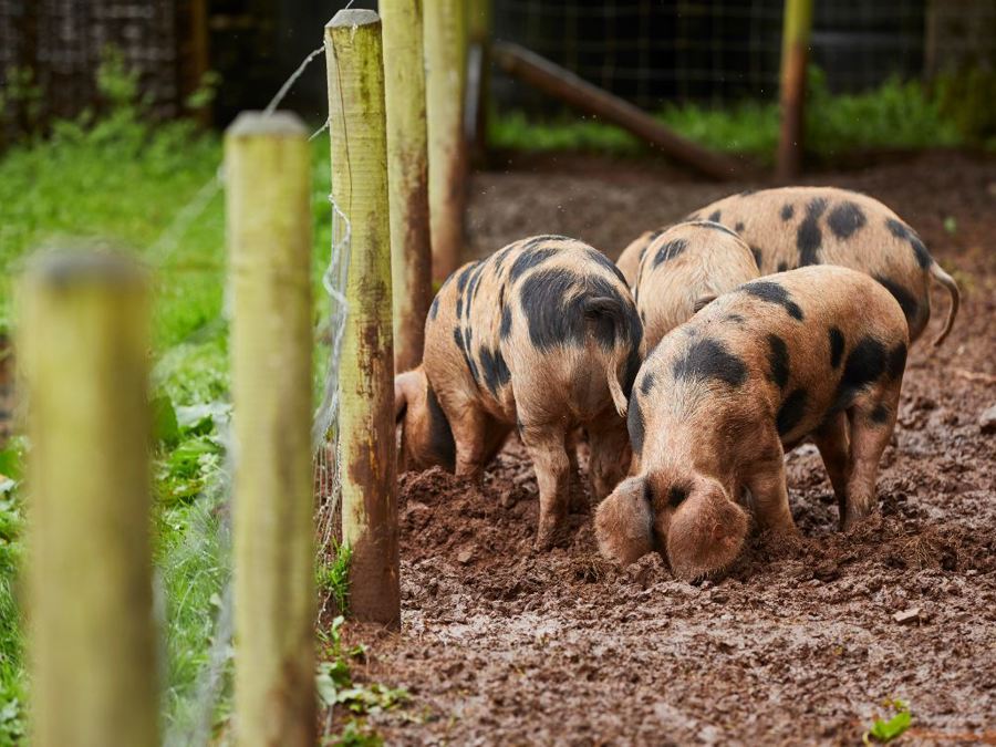 pigs
