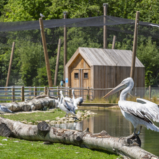 wetland-arundel