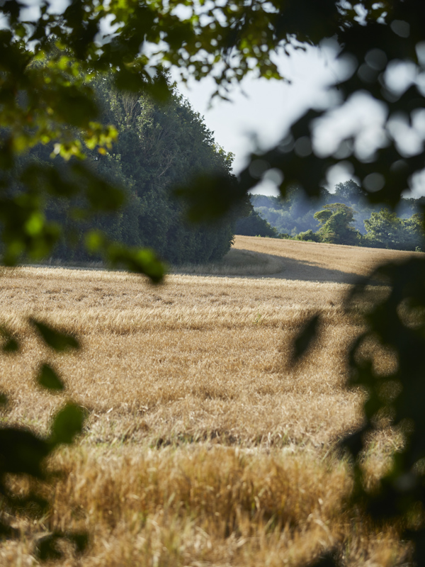 The Pig in the South Downs — interior and exterior view 11
