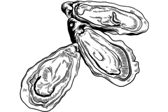 oyster.png