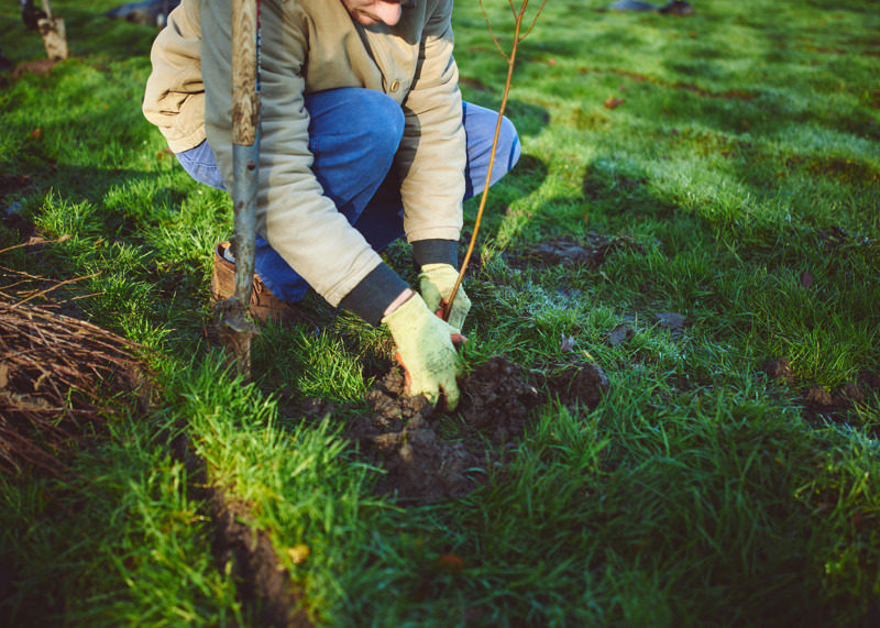 Sapling Tree Planting SMALL 71