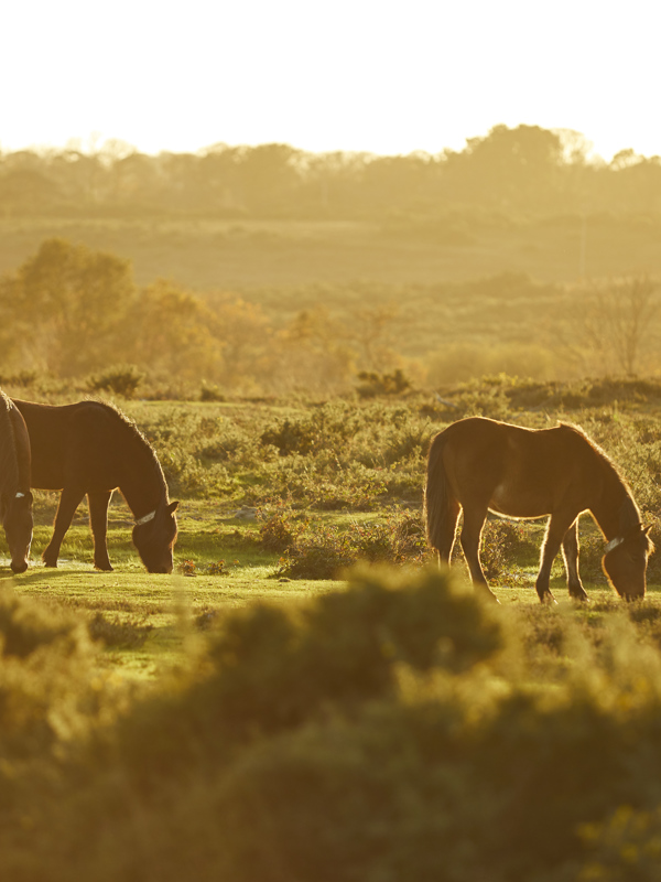 The Pig in the Wall — interior and exterior view 20